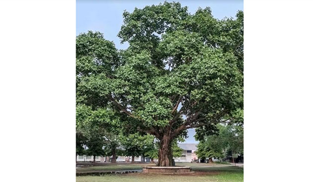 Image not available